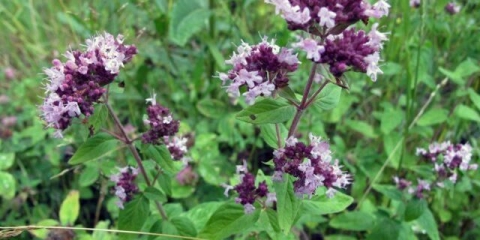 Origano kašalj za prehladu, upalu pluća, bronhitis: recepti, recenzije