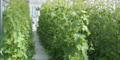 Dimna (duvanska) bomba za staklenik od polikarbonata: hefest, kasna mrlja, vulkan, upute za upotrebu, recenzije