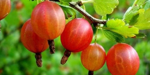 Džem od ogrozda za zimu