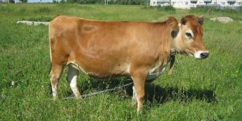 Jersey pasmina krava