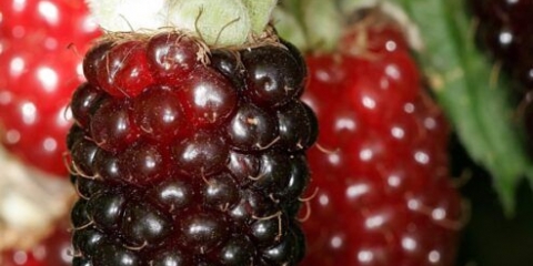 Ezhemalina boysenberry (bojsenberry): opis sorte, sadnja i njega, video