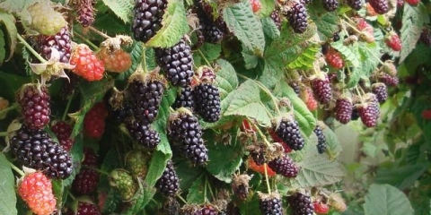 Ezhemalina vrt: opis sorti, fotografije, recenzije