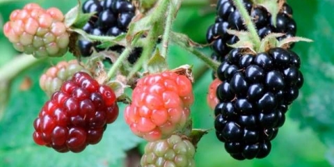 Kupinovo vino kod kuće: recept