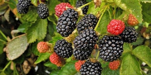 Blackberry thornfree