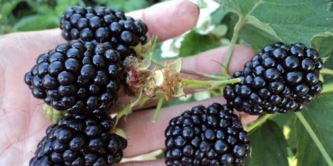 Blackberry black magic