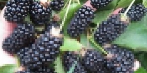 Blackberry brzezina