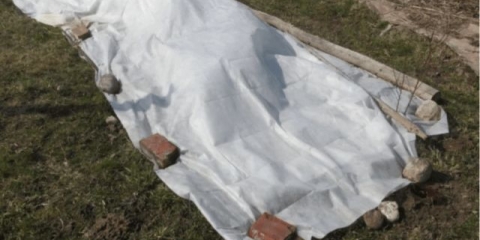 Kupina chachanskaya bestrna: opis sorte, fotografije, video, recenzije vrtlara