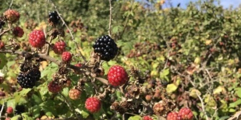 Blackberry vs black raspberry: u čemu je razlika?
