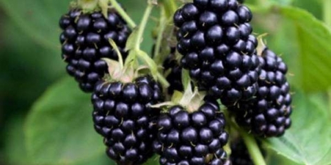 Kupina ruben (ruben)