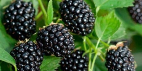 Baštenska kupina: kako i na kojim mjestima raste, fotografija, vrijeme zrenja