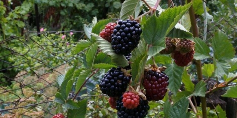 Kupina trostruka kruna (trostruka kruna)