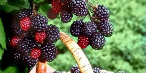 Sadnja i njega kupine u sibiru