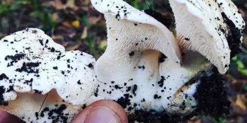 Kupina bijela (bjelkasta): fotografija i opis, kako se kuha, ljekovita svojstva, recepti