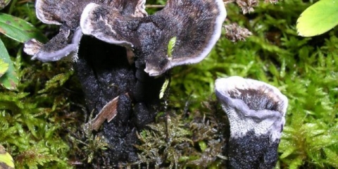 Kupina (felodon, kupina) crna: fotografija i opis