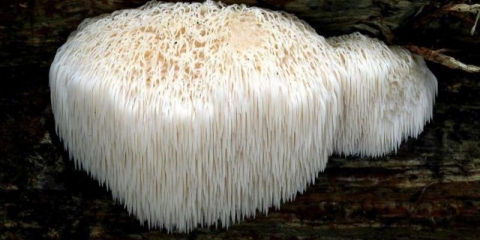 Ježevi češalj: fotografija i opis, ljekovita svojstva, kako kuhati, recepti