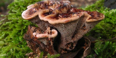 Prugasti jež: fotografija i opis