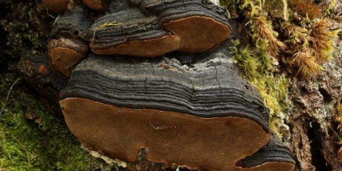 Fellinus lundella (lažna tinder lundella): fotografija i opis