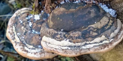 Fellinus burnt (lažna spaljena gljiva tinder): fotografija i opis