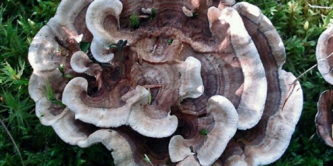 Phellodon spojen (srasli jež): fotografija i opis