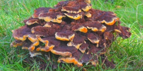 Theolus kanalizacija (trutovska kanalizacija): fotografija i opis, uticaj na drveće