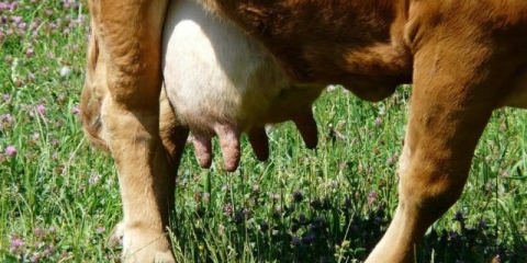 Fibrinozni mastitis u krava: liječenje i prevencija