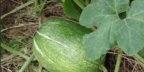 Ficifolia bundeva sa smokvinim lišćem: fotografije, recepti