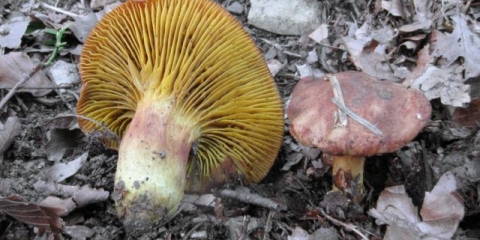 Phylloporus crveno-narandžasti (phyllopore crveno-žuti): fotografija i opis