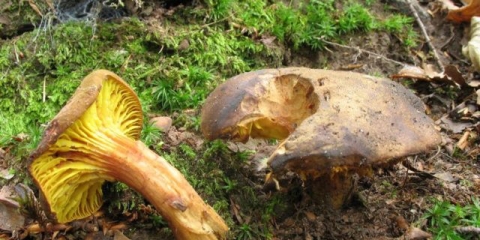 Phylloporus rose gold: fotografija i opis