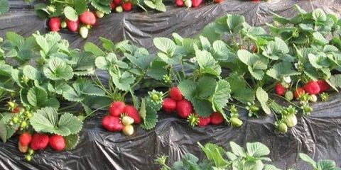 Finska tehnologija uzgoja jagoda