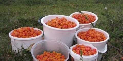 Finski liker od morovice