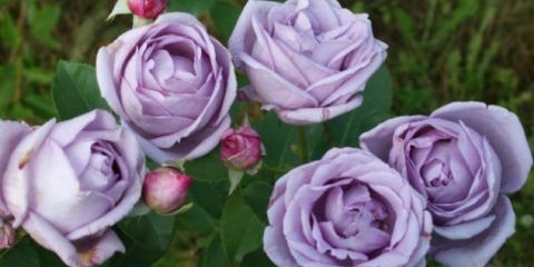 Ljubičasta ruža penjačica indigoletta (indigoletta): sadnja i njega, fotografija