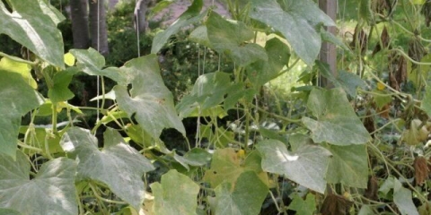 Phytophthora (kasna fleka) krastavaca u stakleniku: kako se boriti, fotografija, opis, liječenje narodnim lijekovima