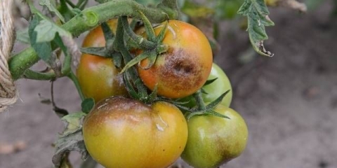 Fitoftora na paradajzu: liječenje