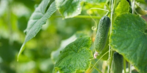 Fitosporin za krastavce: upotreba za bolesti, tokom plodonošenja, prilikom sadnje