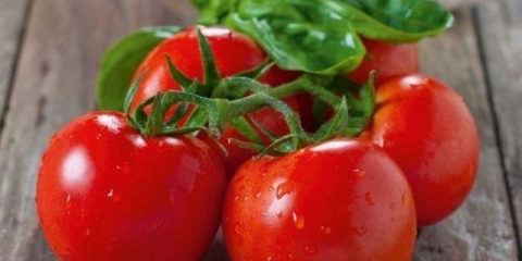 Fitosporin za paradajz