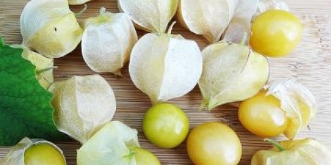 Ananas physalis: uzgoj i njega, fotografija