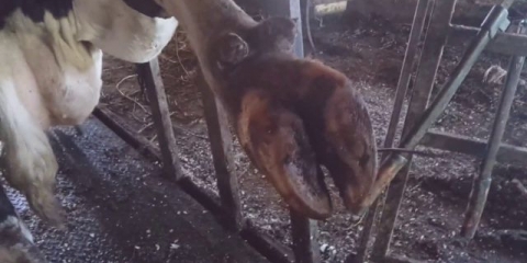 Corolla flegmon kod krava: znakovi, liječenje i prognoza