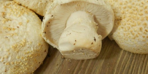 Floccularia rikena: fotografija i opis