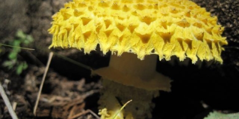Slamnato žuta flokularija (straminae floccularia): fotografija i opis