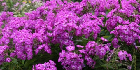 Phlox ametist (ametist): fotografija i opis, recenzije