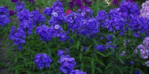 Plavi raj floksa (plavi raj): fotografija i opis, recenzije