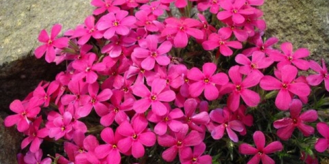 Phlox douglas: fotografija i opis, recenzije