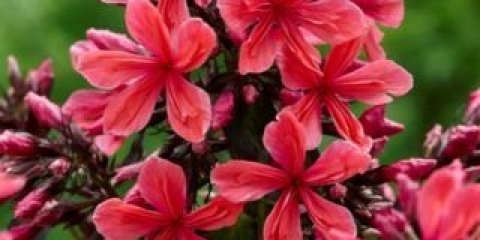 Phlox cleopatra: fotografija i opis, recenzije