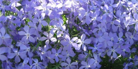 Phlox raspršeni: fotografija i opis, sadnja i njega