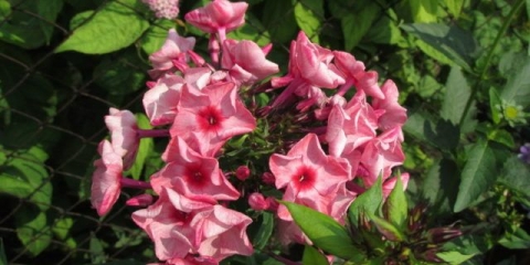 Phlox zenobia: fotografija i opis, recenzije