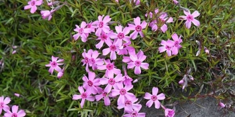 Phlox subulate višegodišnja: sadnja i njega + fotografija