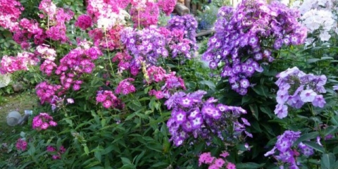 Floksi u pejzažnom dizajnu: fotografija, kombinacija, kompozicija