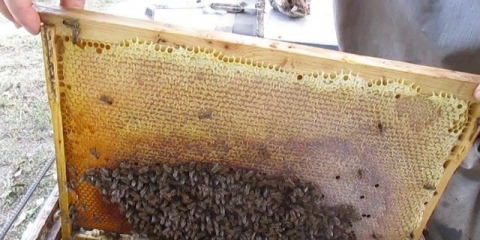 Formiranje gnijezda i priprema pčela za zimovanje