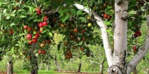 Formiranje krošnje stabla jabuke - shema od sadnje do plodova, kako pravilno formirati