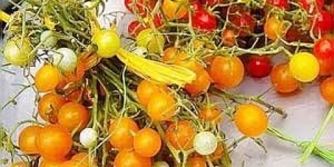 Formiranje niskih paradajza